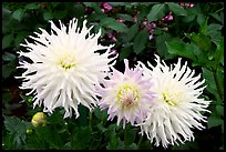 Yellow and pink Dahlias. Butchart Gardens, Victoria, British Columbia, Canada ( color)