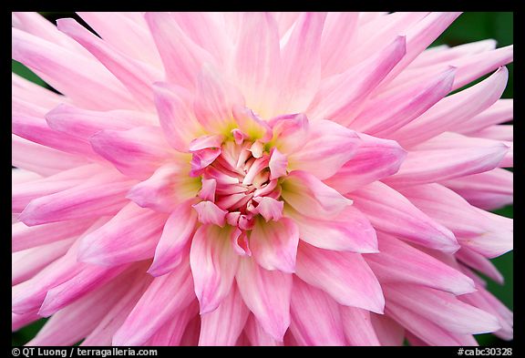 Pink Dahlias. Butchart Gardens, Victoria, British Columbia, Canada