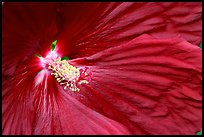 Hibiscus close-up. Butchart Gardens, Victoria, British Columbia, Canada (color)