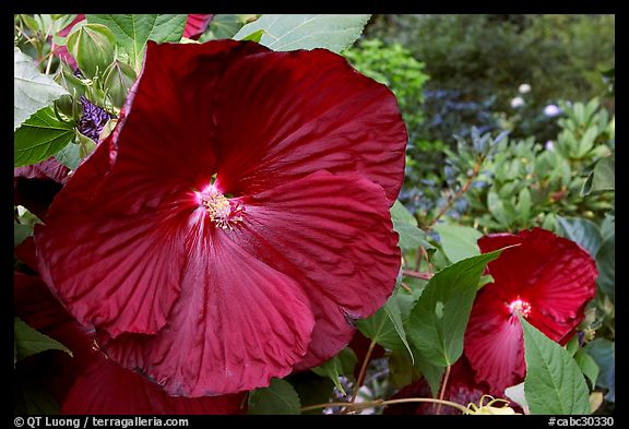 Hibiscus. Butchart Gardens, Victoria, British Columbia, Canada (color)