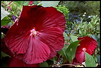 Hibiscus. Butchart Gardens, Victoria, British Columbia, Canada ( color)