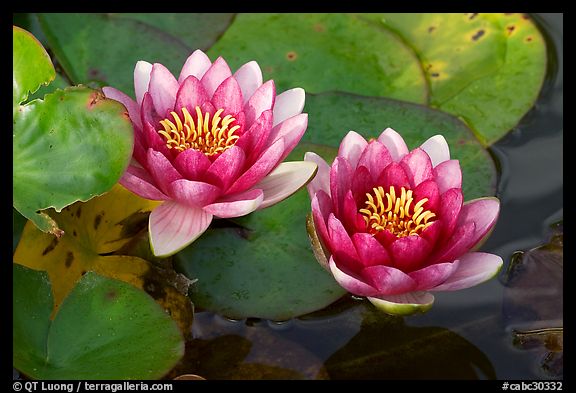 Water lily flower. Butchart Gardens, Victoria, British Columbia, Canada (color)