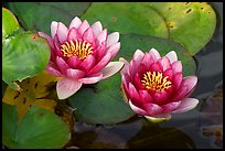 Water lily flower. Butchart Gardens, Victoria, British Columbia, Canada