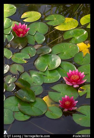 Water lilies. Butchart Gardens, Victoria, British Columbia, Canada (color)