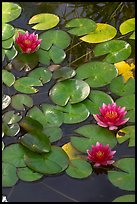 Water lilies. Butchart Gardens, Victoria, British Columbia, Canada (color)