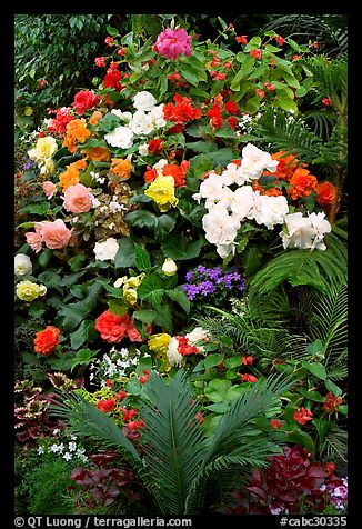 Flower arrangement in the Show Greenhouse. Butchart Gardens, Victoria, British Columbia, Canada (color)
