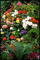 Flower arrangement in the Show Greenhouse. Butchart Gardens, Victoria, British Columbia, Canada (color)