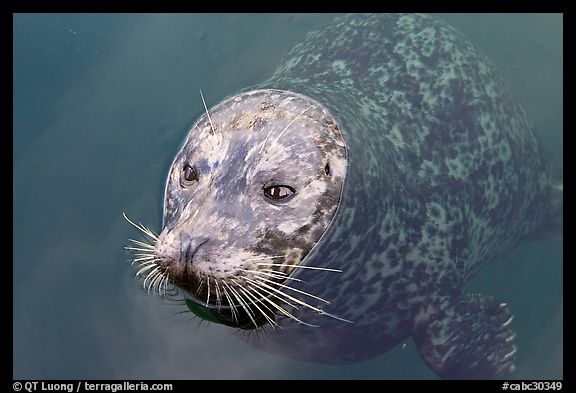 Harbor seal. Victoria, British Columbia, Canada (color)