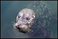 Harbor seal. Victoria, British Columbia, Canada (color)