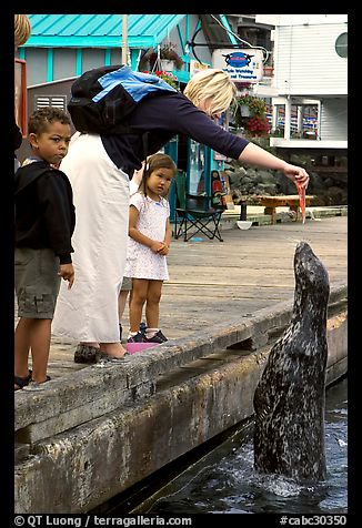 Woman feeding harbor seal, Fisherman's wharf. Victoria, British Columbia, Canada (color)