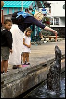 Woman feeding harbor seal, Fisherman's wharf. Victoria, British Columbia, Canada ( color)