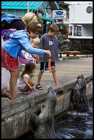 Kids feeding harbour seals, Fisherman's wharf. Victoria, British Columbia, Canada