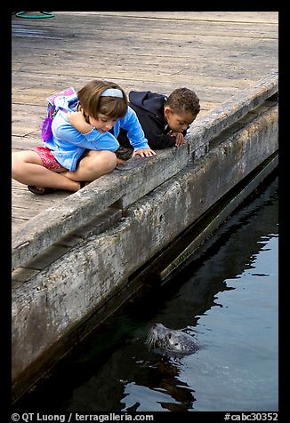 Kidds looking at a harbor seal, Fisherman's wharf. Victoria, British Columbia, Canada (color)
