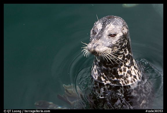 Harbour seal. Victoria, British Columbia, Canada (color)