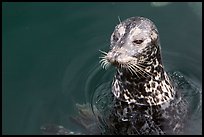 Harbour seal. Victoria, British Columbia, Canada (color)