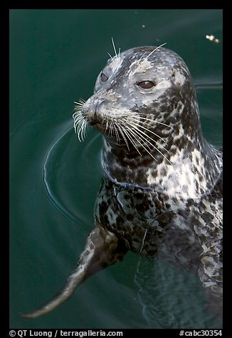 Harbour seal. Victoria, British Columbia, Canada