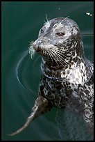 Harbour seal. Victoria, British Columbia, Canada