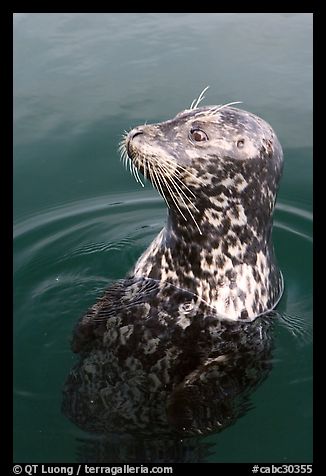 Harbor seal. Victoria, British Columbia, Canada (color)