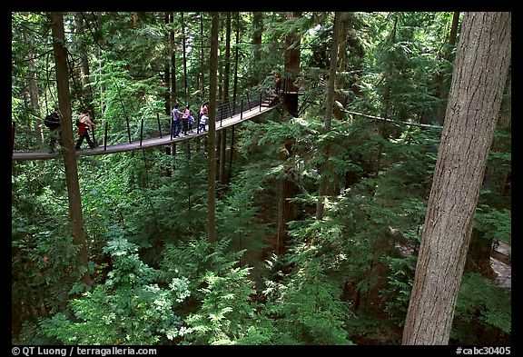 Treetop trail. Vancouver, British Columbia, Canada