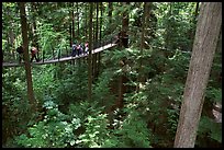 Treetop trail. Vancouver, British Columbia, Canada (color)