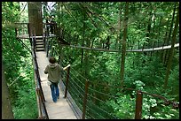 Treetop trail. Vancouver, British Columbia, Canada