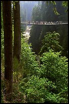 Capilano suspension bridge. Vancouver, British Columbia, Canada ( color)