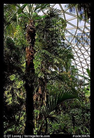 Tropical tree in Bloedel conservatory, Queen Elizabeth Park. Vancouver, British Columbia, Canada (color)