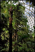 Tropical tree in Bloedel conservatory, Queen Elizabeth Park. Vancouver, British Columbia, Canada (color)
