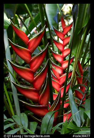 Heliconia, Bloedel conservatory, Queen Elizabeth Park. Vancouver, British Columbia, Canada