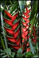 Heliconia, Bloedel conservatory, Queen Elizabeth Park. Vancouver, British Columbia, Canada