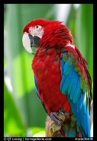 Colorful Parrot, Bloedel conservatory, Queen Elizabeth Park. Vancouver, British Columbia, Canada