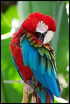 Colorful Parrot, Bloedel conservatory, Queen Elizabeth Park. Vancouver, British Columbia, Canada ( color)