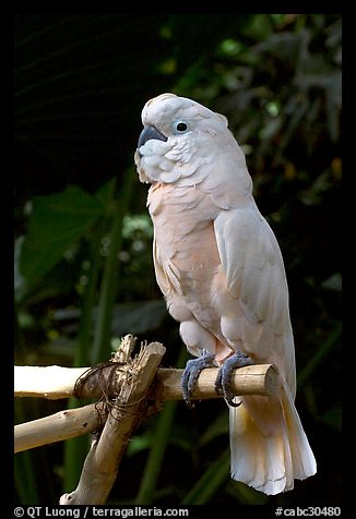 White Parrot, Bloedel conservatory, Queen Elizabeth Park. Vancouver, British Columbia, Canada