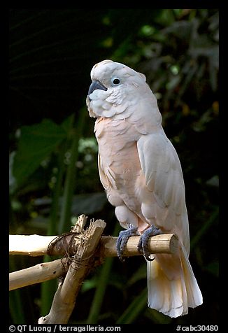 White Parrot, Bloedel conservatory, Queen Elizabeth Park. Vancouver, British Columbia, Canada (color)