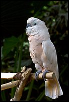 White Parrot, Bloedel conservatory, Queen Elizabeth Park. Vancouver, British Columbia, Canada