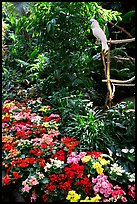 White Parrot and flowers, Bloedel conservatory, Queen Elizabeth Park. Vancouver, British Columbia, Canada