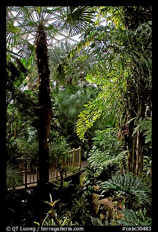 Tropical vegetation inside the dome of the Bloedel conservatory, Queen Elizabeth Park. Vancouver, British Columbia, Canada