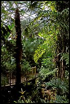 Tropical vegetation inside the dome of the Bloedel conservatory, Queen Elizabeth Park. Vancouver, British Columbia, Canada (color)