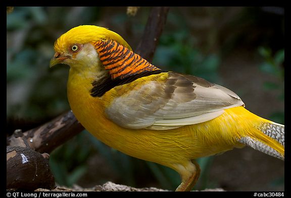 Multicolored pheasant. Vancouver, British Columbia, Canada