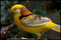 Multicolored pheasant. Vancouver, British Columbia, Canada ( color)