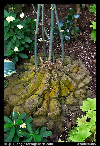 Elephant's foot plant,  Bloedel conservatory, Queen Elizabeth Park. Vancouver, British Columbia, Canada