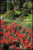 Flowers and sunken garden, Queen Elizabeth Park. Vancouver, British Columbia, Canada