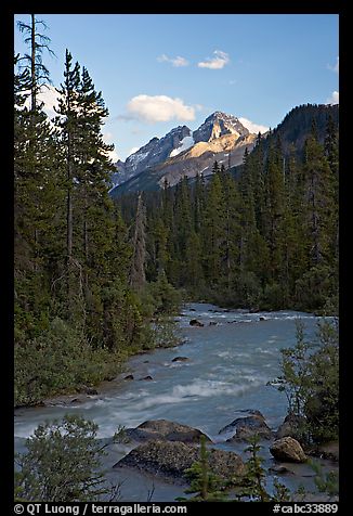 Yoho River, trees, and Cathedral Crags, late afternoon. Yoho National Park, Canadian Rockies, British Columbia, Canada