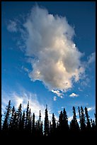 Trees and cloud, sunset. Yoho National Park, Canadian Rockies, British Columbia, Canada ( color)