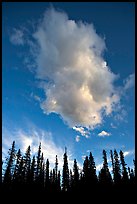 Trees and cloud, sunset. Yoho National Park, Canadian Rockies, British Columbia, Canada (color)