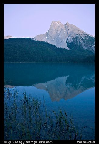 Reeds and Mount Burgess reflected in Emerald Lake, dusk. Yoho National Park, Canadian Rockies, British Columbia, Canada