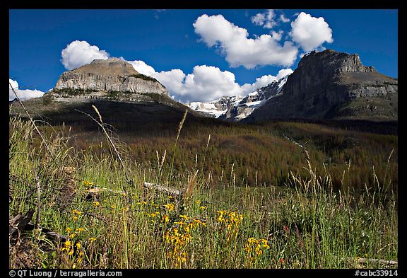 Wildflowers, peaks and Stanley Glacier, afternoon. Kootenay National Park, Canadian Rockies, British Columbia, Canada