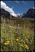 Wildflowers, mountains and Stanley Glacier, afternoon. Kootenay National Park, Canadian Rockies, British Columbia, Canada