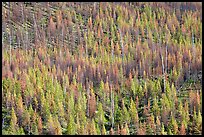 Partly burned forest on hillside. Kootenay National Park, Canadian Rockies, British Columbia, Canada (color)