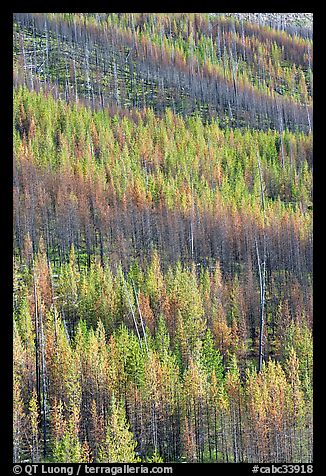 Partly burned trees on hillside. Kootenay National Park, Canadian Rockies, British Columbia, Canada